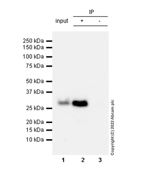 Immunoprecipitation - Anti-GCH1 antibody [EPR27331-30] - BSA and Azide free (AB307508)