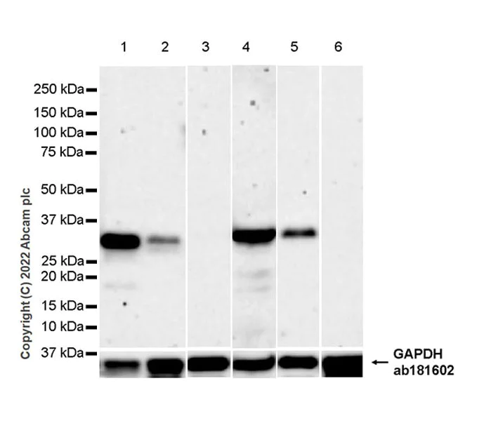 Western blot - Anti-GCH1 antibody [EPR27331-30] - BSA and Azide free (AB307508)