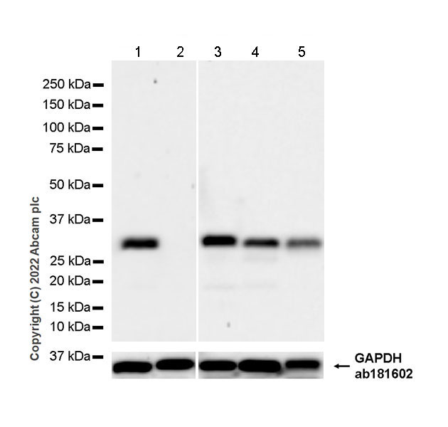 Western blot - Anti-GCH1 antibody [EPR27331-30] - BSA and Azide free (AB307508), expandable thumbnail