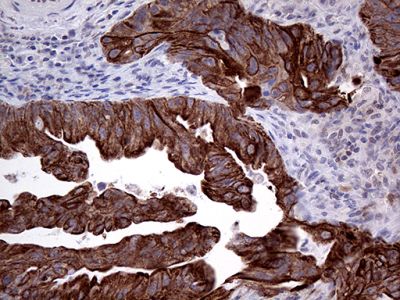 Immunohistochemistry (Formalin/PFA-fixed paraffin-embedded sections) - Anti-GCH1 antibody [OTI5A1] (AB236387)