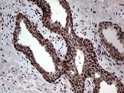 Immunohistochemistry (Formalin/PFA-fixed paraffin-embedded sections) - Anti-GCH1 antibody [OTI5A1] (AB236387)