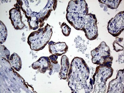 Immunohistochemistry (Formalin/PFA-fixed paraffin-embedded sections) - Anti-GCH1 antibody [OTI5A1] (AB236387)
