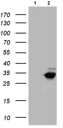 Western blot - Anti-GCH1 antibody [OTI5A1] (AB236387)