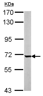 Western blot - Anti-GCKR antibody (AB154120)