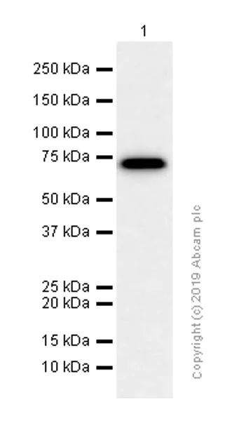 Western blot - Anti-GCLC antibody [EP13475] (AB190685)