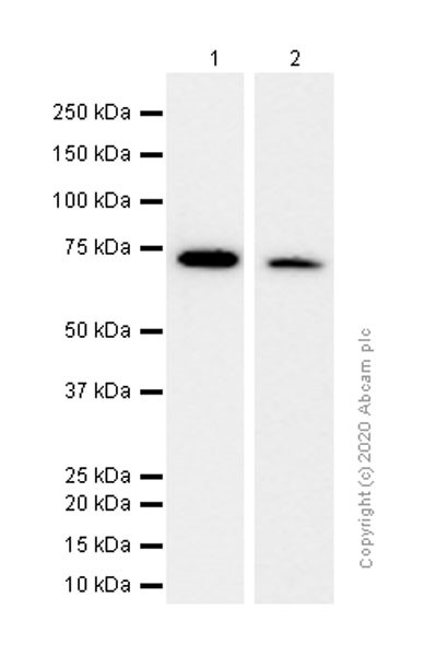 Western blot - Anti-GCLC antibody [EP13475] (AB190685)