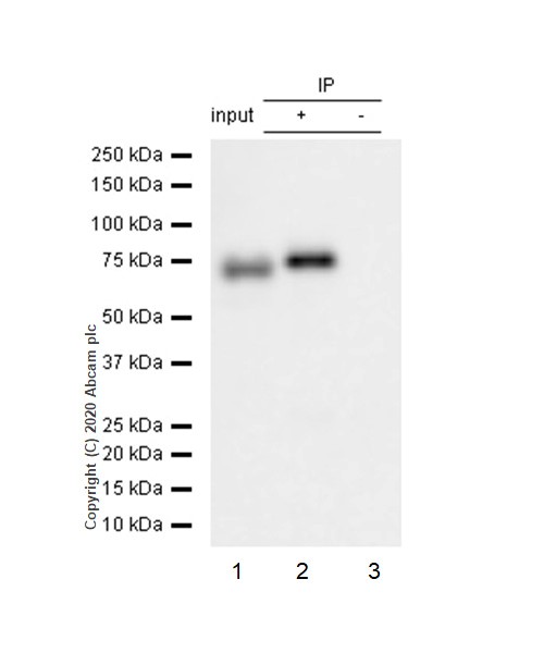 Immunoprecipitation - Anti-GCLC antibody [EP13475] - BSA and Azide free (AB240312)
