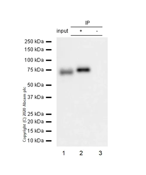 Immunoprecipitation - Anti-GCLC antibody [EP13475] - BSA and Azide free (AB240312)