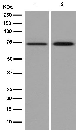 Western blot - Anti-GCLC antibody [EPR13476(B)] (AB181839), expandable thumbnail