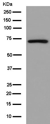 Western blot - Anti-GCLC antibody [EPR13476(B)] (AB181839), expandable thumbnail
