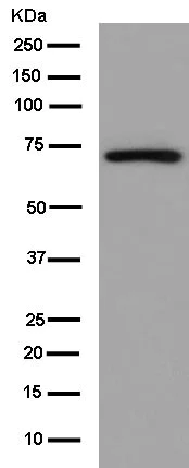 Western blot - Anti-GCLC antibody [EPR13476(B)] (AB181839)