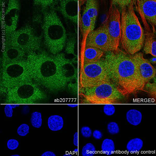 Immunocytochemistry/ Immunofluorescence - Anti-GCLC antibody [EPR20078] (AB207777)