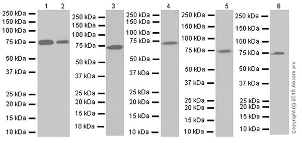 Western blot - Anti-GCLC antibody [EPR20078] (AB207777)