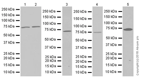 Western blot - Anti-GCLC antibody [EPR20078] (AB207777)