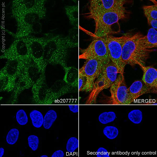 Immunocytochemistry/ Immunofluorescence - Anti-GCLC antibody [EPR20078] - BSA and Azide free (AB240379)