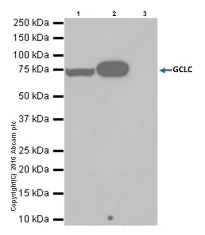 Immunoprecipitation - Anti-GCLC antibody [EPR20078] - BSA and Azide free (AB240379)