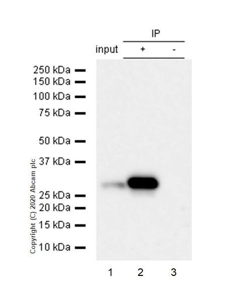 Immunoprecipitation - Anti-GCLM antibody [EPR6667] (ab126704), expandable thumbnail
