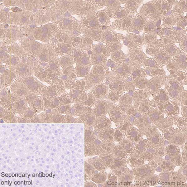 Immunohistochemistry (Formalin/PFA-fixed paraffin-embedded sections) - Anti-GCLM antibody [EPR6667] - BSA and Azide free (AB248137), expandable thumbnail