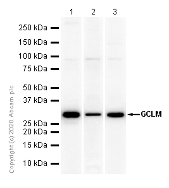 Western blot - Anti-GCLM antibody [EPR6667] - BSA and Azide free (AB248137), expandable thumbnail