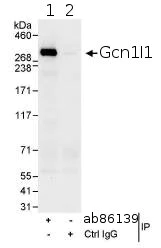 Immunoprecipitation - Anti-GCN1 antibody (AB86139)