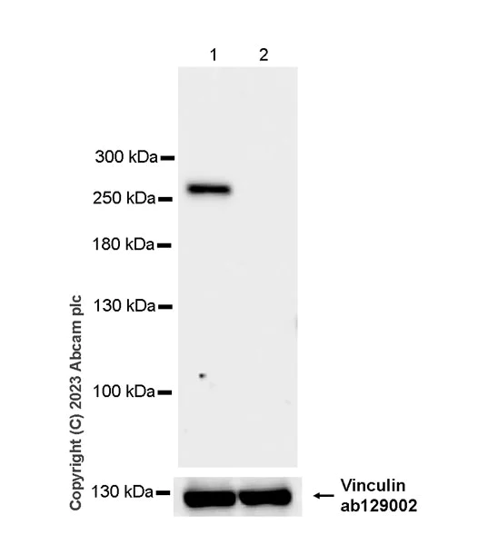 Western blot - Anti-GCN1 antibody [EPR28542-86] - BSA and Azide free (AB315473)
