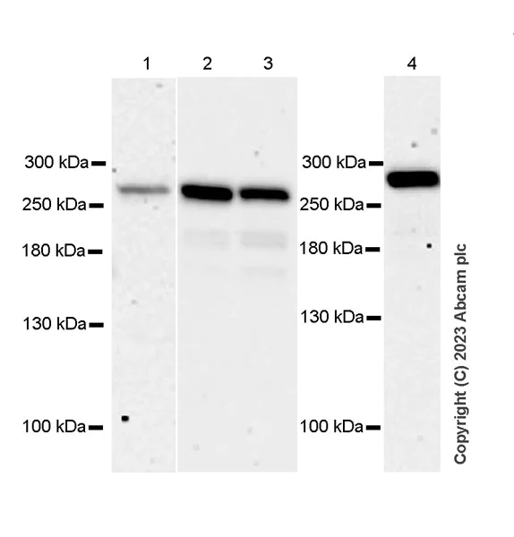 Western blot - Anti-GCN1 antibody [EPR28542-86] - BSA and Azide free (AB315473)