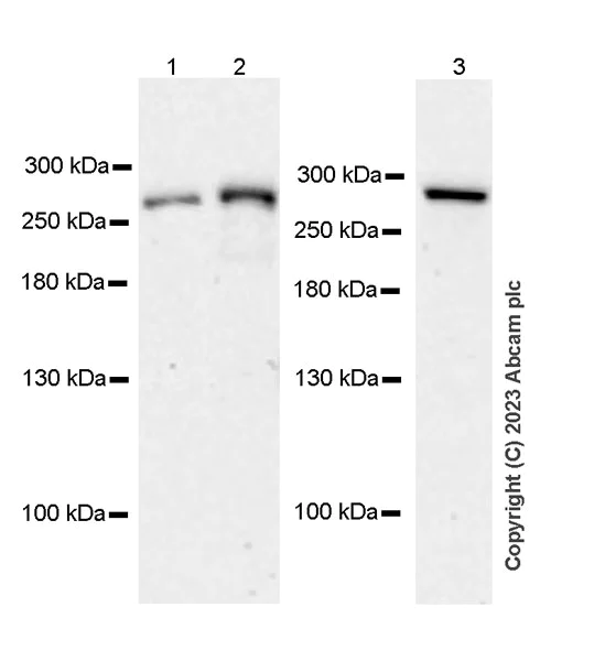 Western blot - Anti-GCN1 antibody [EPR28542-86] - BSA and Azide free (AB315473)