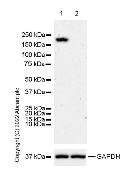 Western blot - Anti-GCN2 antibody [EPR25345-125] (AB302609), expandable thumbnail