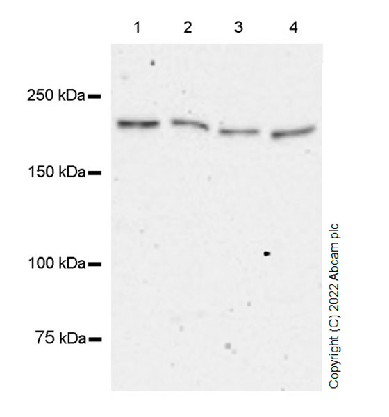 Western blot - Anti-GCN2 antibody [EPR25345-125] (AB302609), expandable thumbnail