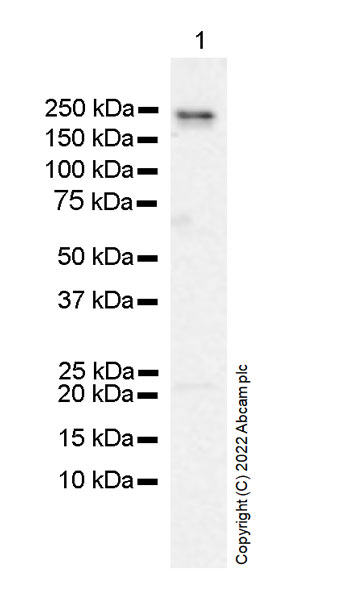 Western blot - Anti-GCN2 antibody [EPR25345-125] (AB302609), expandable thumbnail