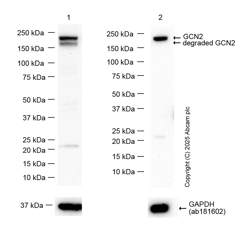 Western blot - Anti-GCN2 antibody [EPR25345-125] (AB302609), expandable thumbnail