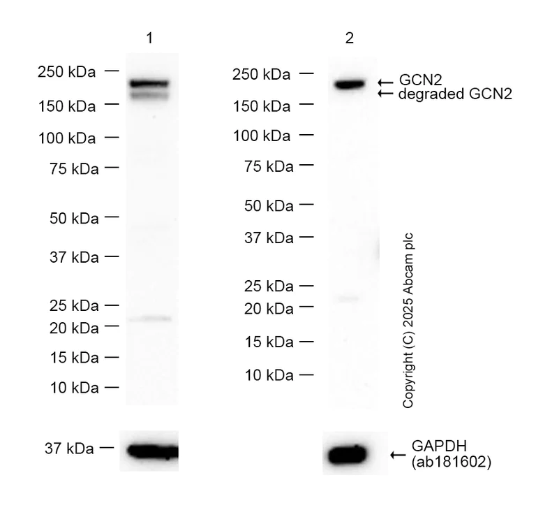Western blot - Anti-GCN2 antibody [EPR25345-125] (AB302609)