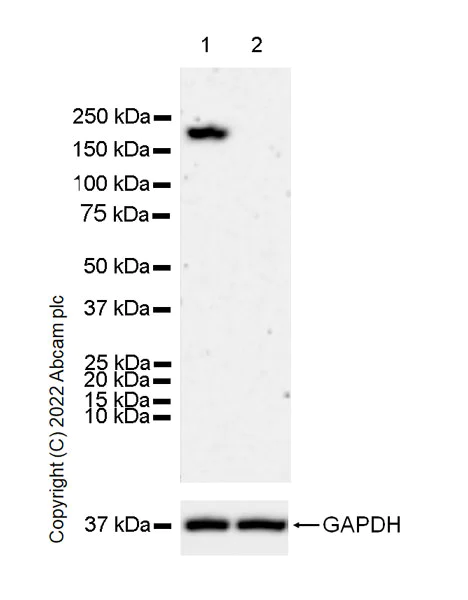 Western blot - Anti-GCN2 antibody [EPR25345-125] (BSA and Azide free) (AB302610)