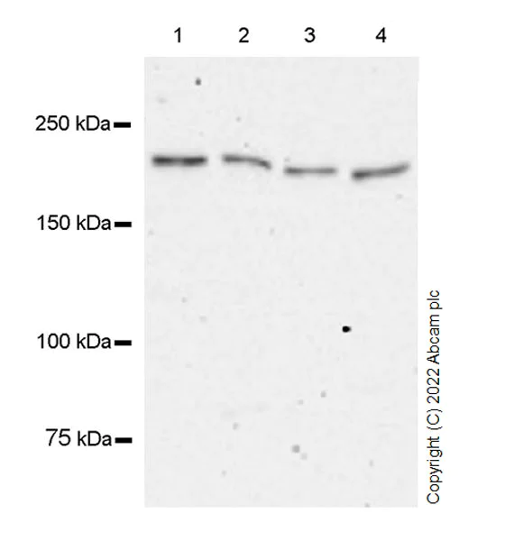 Western blot - Anti-GCN2 antibody [EPR25345-125] (BSA and Azide free) (AB302610)
