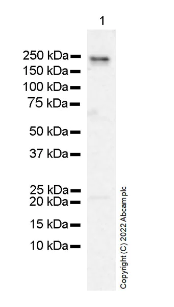 Western blot - Anti-GCN2 antibody [EPR25345-125] (BSA and Azide free) (AB302610)