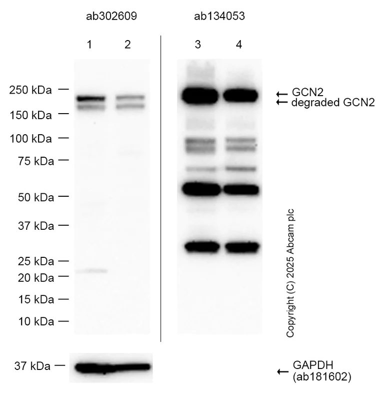 Western blot - Anti-GCN2 antibody [EPR25345-125] (BSA and Azide free) (AB302610)