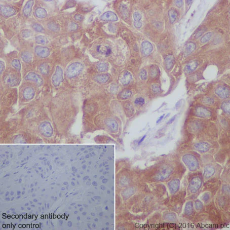 Immunohistochemistry (Formalin/PFA-fixed paraffin-embedded sections) - Anti-GCN2 antibody [EPR5970(2)] (AB134053)