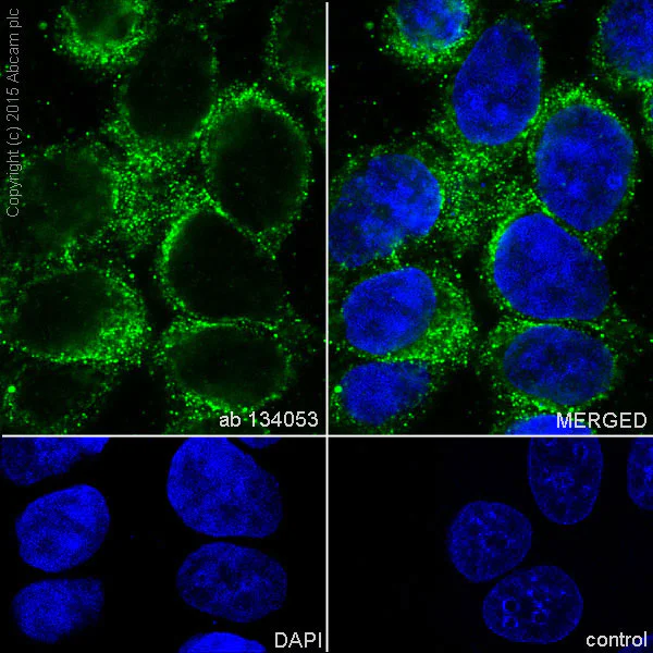 Immunocytochemistry/ Immunofluorescence - Anti-GCN2 antibody [EPR5970(2)] - BSA and Azide free (AB157775)