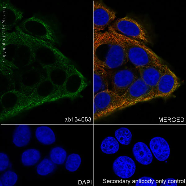 Immunocytochemistry/ Immunofluorescence - Anti-GCN2 antibody [EPR5970(2)] - BSA and Azide free (AB157775)