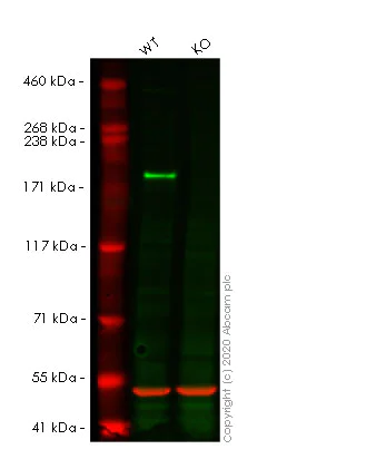 Western blot - Anti-GCN2 antibody [EPR5970(2)] - BSA and Azide free (AB157775)