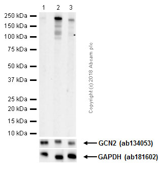 Western blot - Anti-GCN2 (phospho T899) antibody [EPR2320Y] (AB75836), expandable thumbnail
