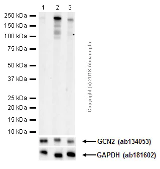 Western blot - Anti-GCN2 (phospho T899) antibody [EPR2320Y] (AB75836)