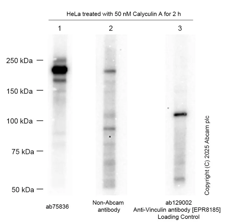 Western blot - Anti-GCN2 (phospho T899) antibody [EPR2320Y] (AB75836)