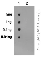 Dot Blot - Anti-GCN2 (phospho T899) antibody [EPR2320Y] - BSA and Azide free (AB157776)
