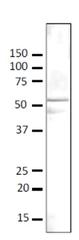 Western blot - Anti-GCN5p antibody (AB63810)