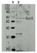 Western blot - Anti-GCN5p antibody (AB63810)