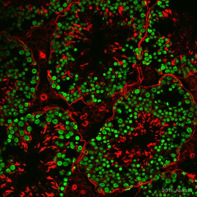 Immunohistochemistry (Frozen sections) - Anti-GCNA1 antibody [TRA98] (AB82527), expandable thumbnail