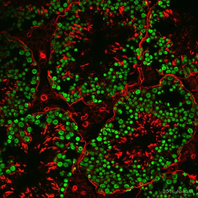 Immunohistochemistry (Frozen sections) - Anti-GCNA1 antibody [TRA98] (AB82527)