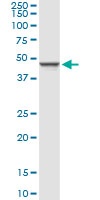 Western blot - Anti-GCNT1 antibody (AB102665)