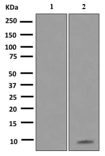 Western blot - Anti-GCP2 antibody [EPR8840] (AB151731)